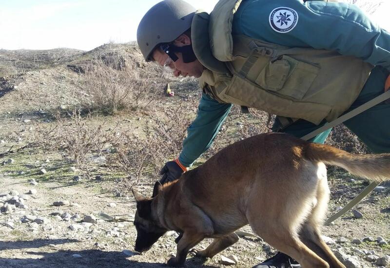 В Азербайджан доставят собак-миноискателей 