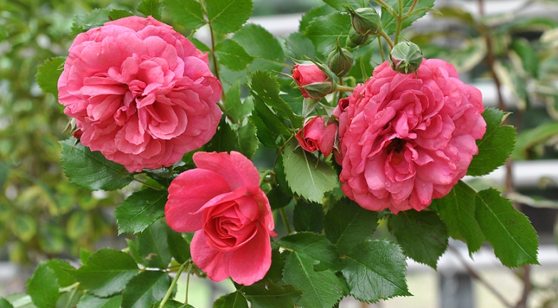 Выставка роз в Ботаническом саду