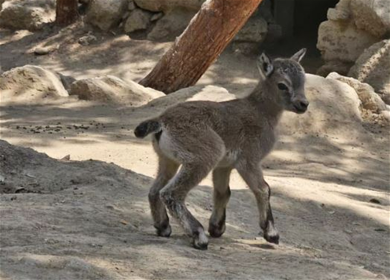 В Бакинском зоопарке родился детеныш дагестанского тура