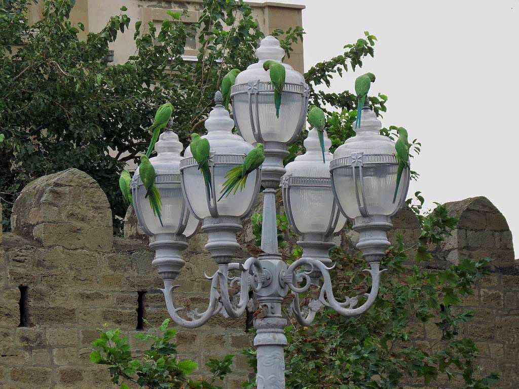 Как тропические попугаи стали частью бакинских парков