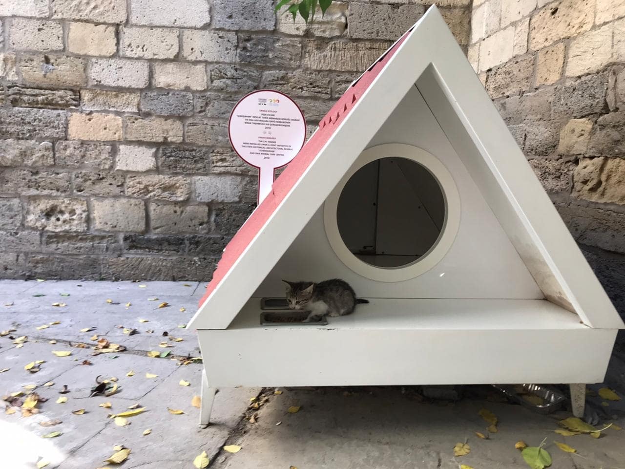 В Ичери шехер появился домик для бездомных кошек