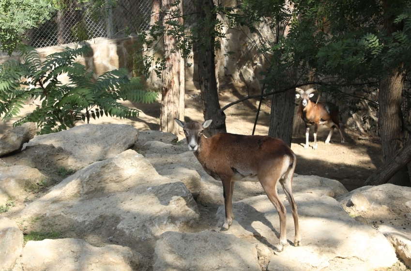 Бакинский Зоопарк