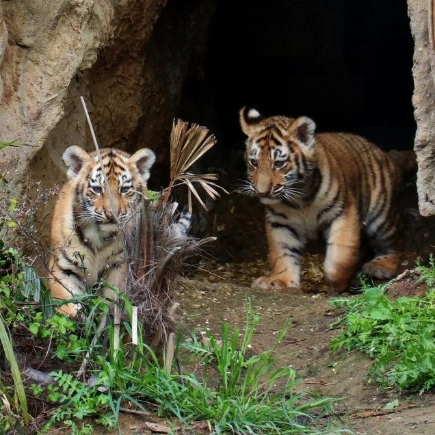 В Бакинском зоопарке родились тигрята 