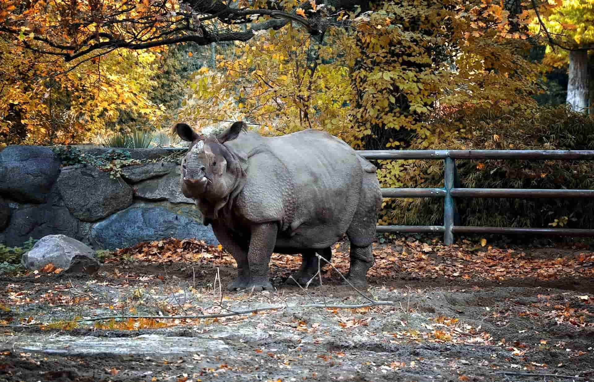 Названы сроки открытия Бакинского зоопарка
