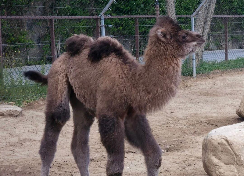 В Бакинском зоопарке родилась двугорбая верблюдица