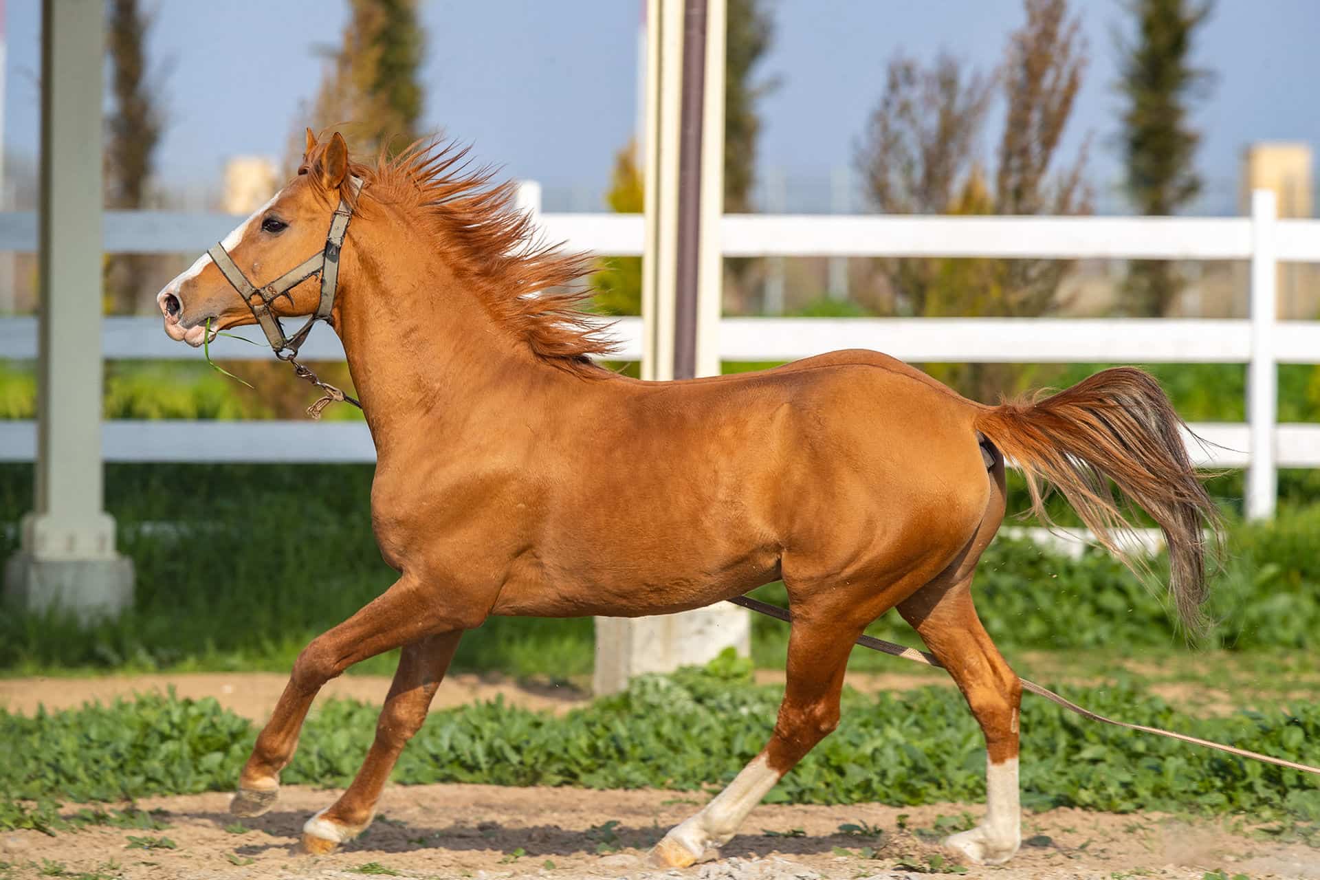 Baku Karabakh Horse Club