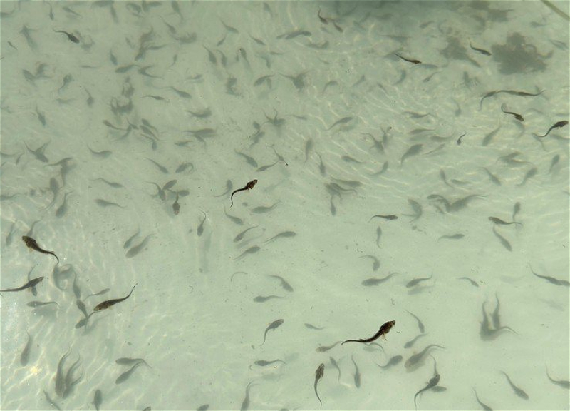 В Куру выпущены мальки рыбы, внесенной в «Красную книгу»